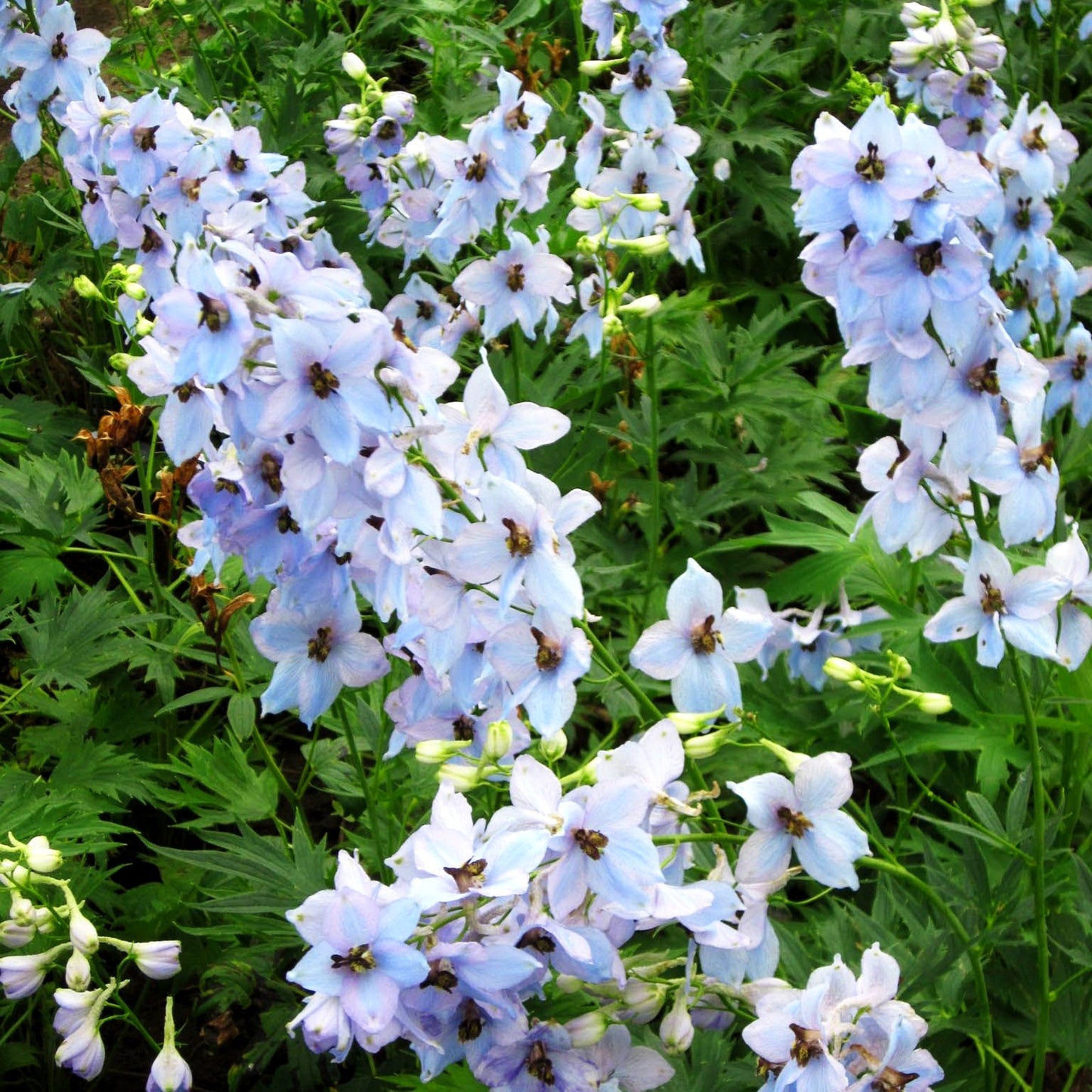 Hoher Rittersporn 'Morgentau' (Delphinium x elatum)