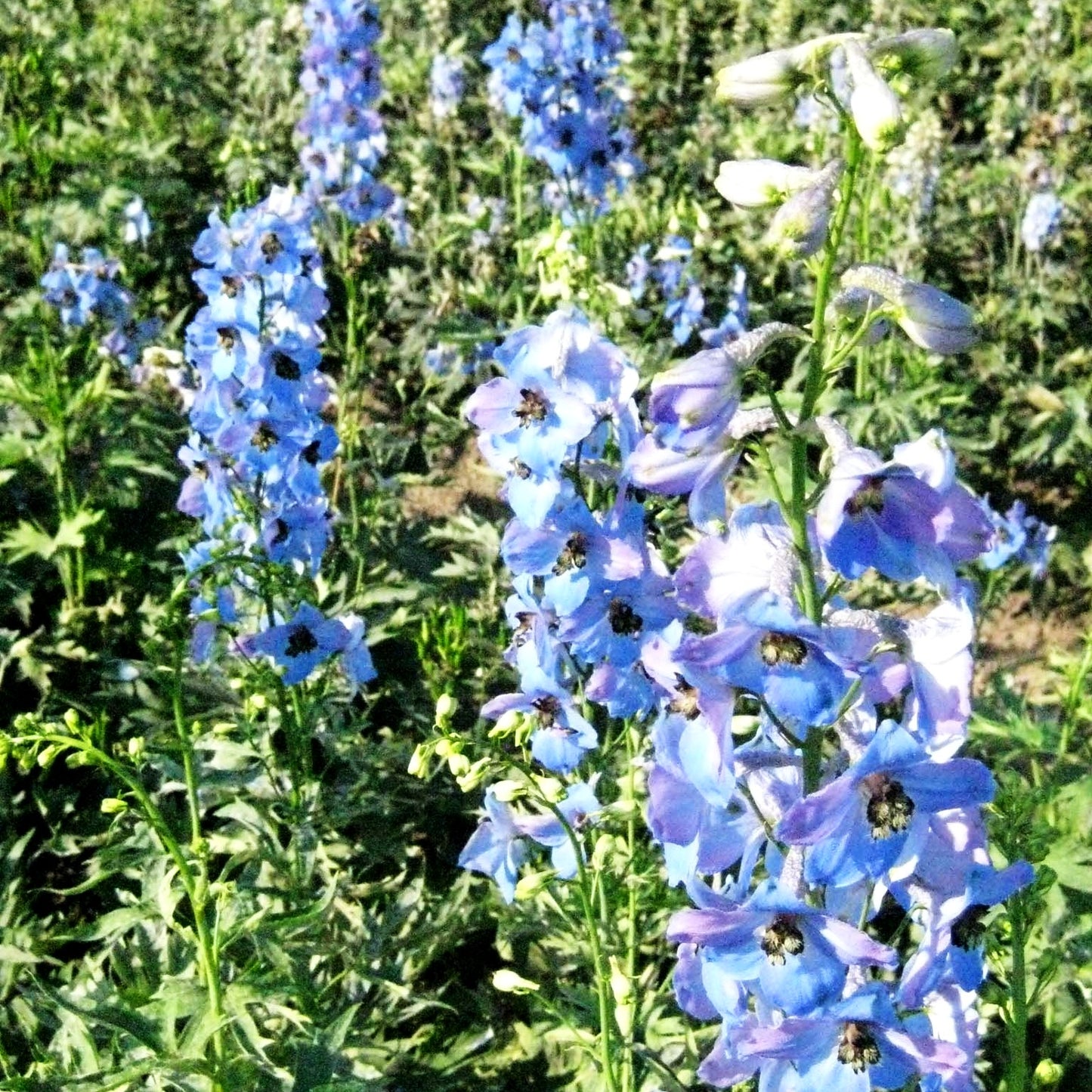 Hoher Rittersporn 'Ouvertüre' (Delphinium x elatum)