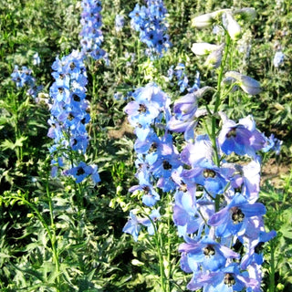 Hoher Rittersporn 'Ouvertüre' (Delphinium x elatum)