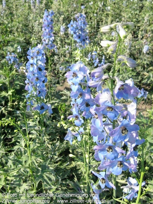 Hoher Rittersporn 'Ouvertüre' (Delphinium x elatum)