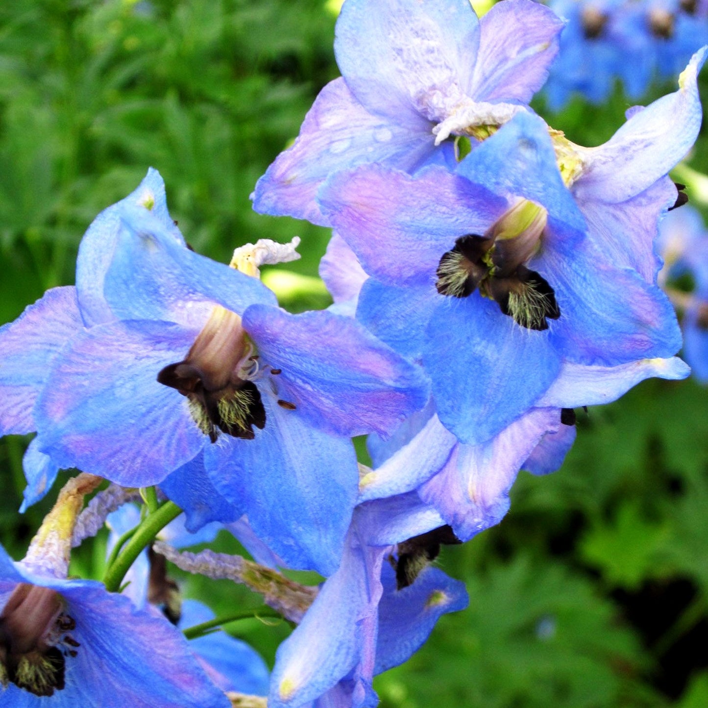 Hoher Rittersporn 'Ouvertüre' (Delphinium x elatum)