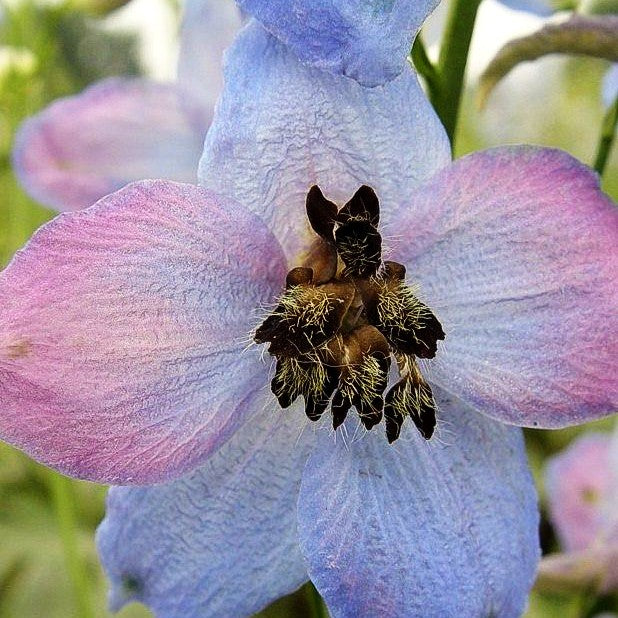 Hoher Rittersporn 'Ouvertüre' (Delphinium x elatum)