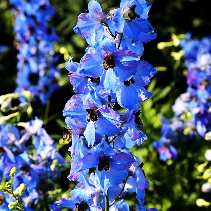 Hoher Rittersporn 'Ouvertüre' (Delphinium x elatum)