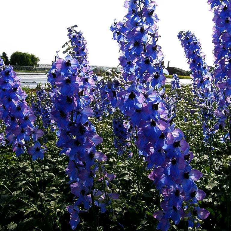 Hoher Rittersporn 'Ouvertüre' (Delphinium x elatum)