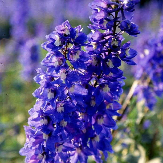 Hoher Rittersporn 'Schildknappe' (Delphinium x elatum)