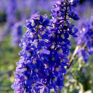Hoher Rittersporn 'Schildknappe' (Delphinium x elatum)