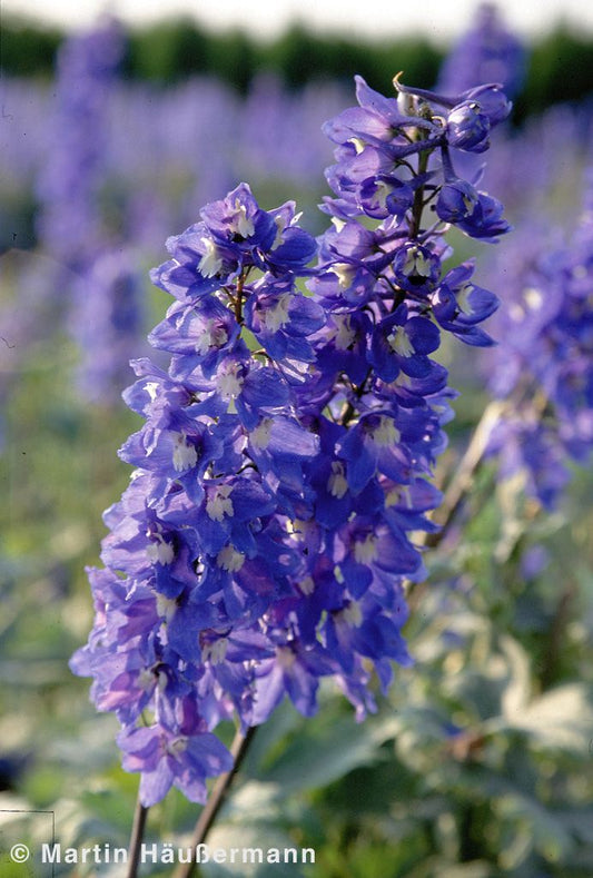Hoher Rittersporn 'Schildknappe' (Delphinium x elatum)