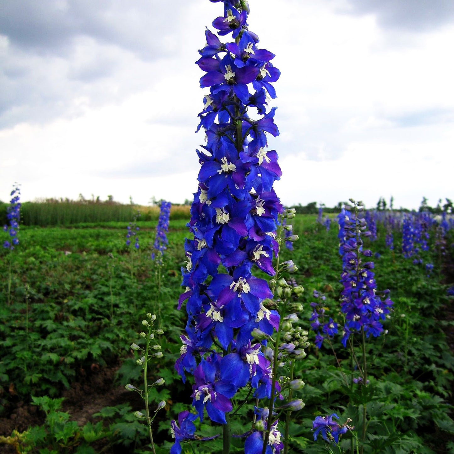 Hoher Rittersporn 'Schildknappe' (Delphinium x elatum)