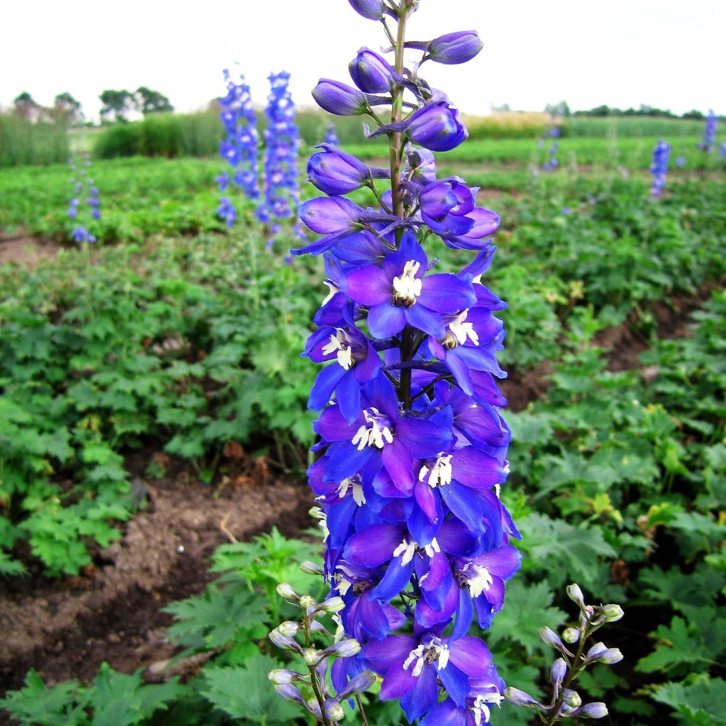 Hoher Rittersporn 'Schildknappe' (Delphinium x elatum)