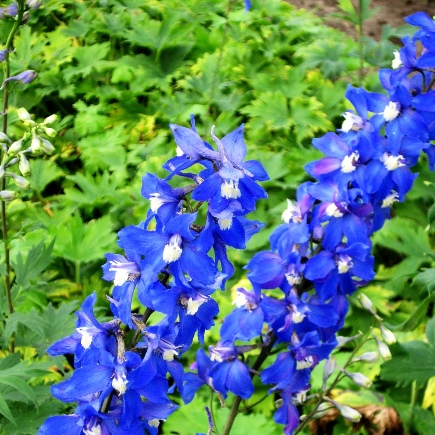 Hoher Rittersporn 'Schildknappe' (Delphinium x elatum)