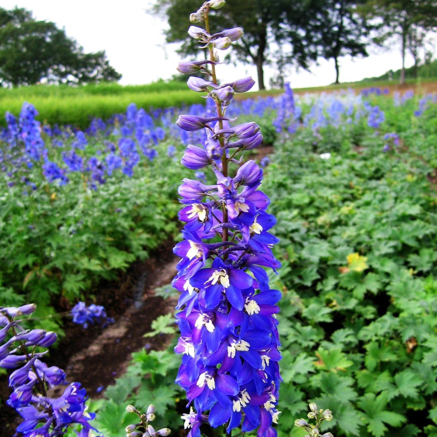 Hoher Rittersporn 'Schildknappe' (Delphinium x elatum)
