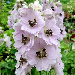 Hoher Rittersporn 'Sky Sensation' (Delphinium x elatum)