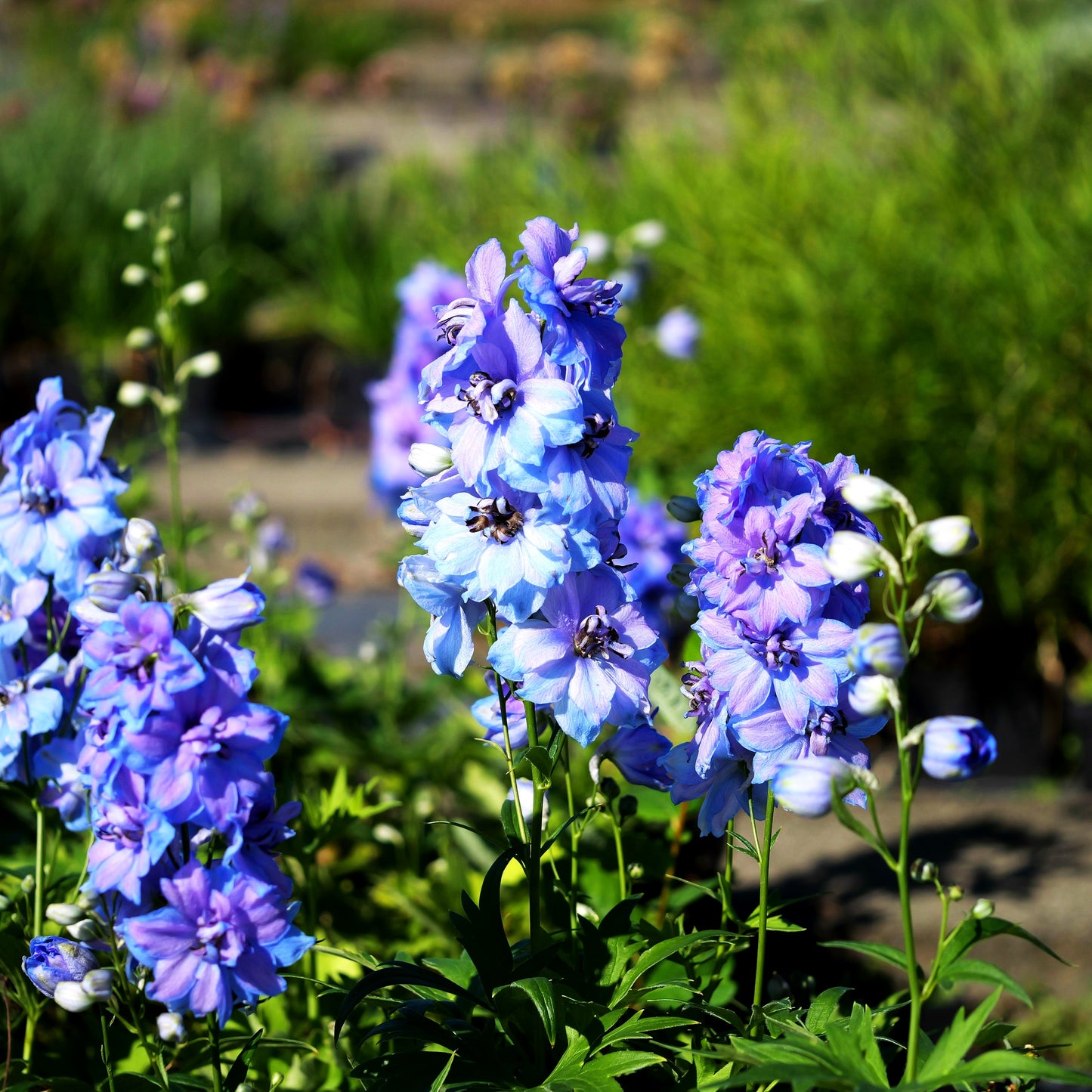 Hoher Rittersporn 'Starlight' (Delphinium x cult.)