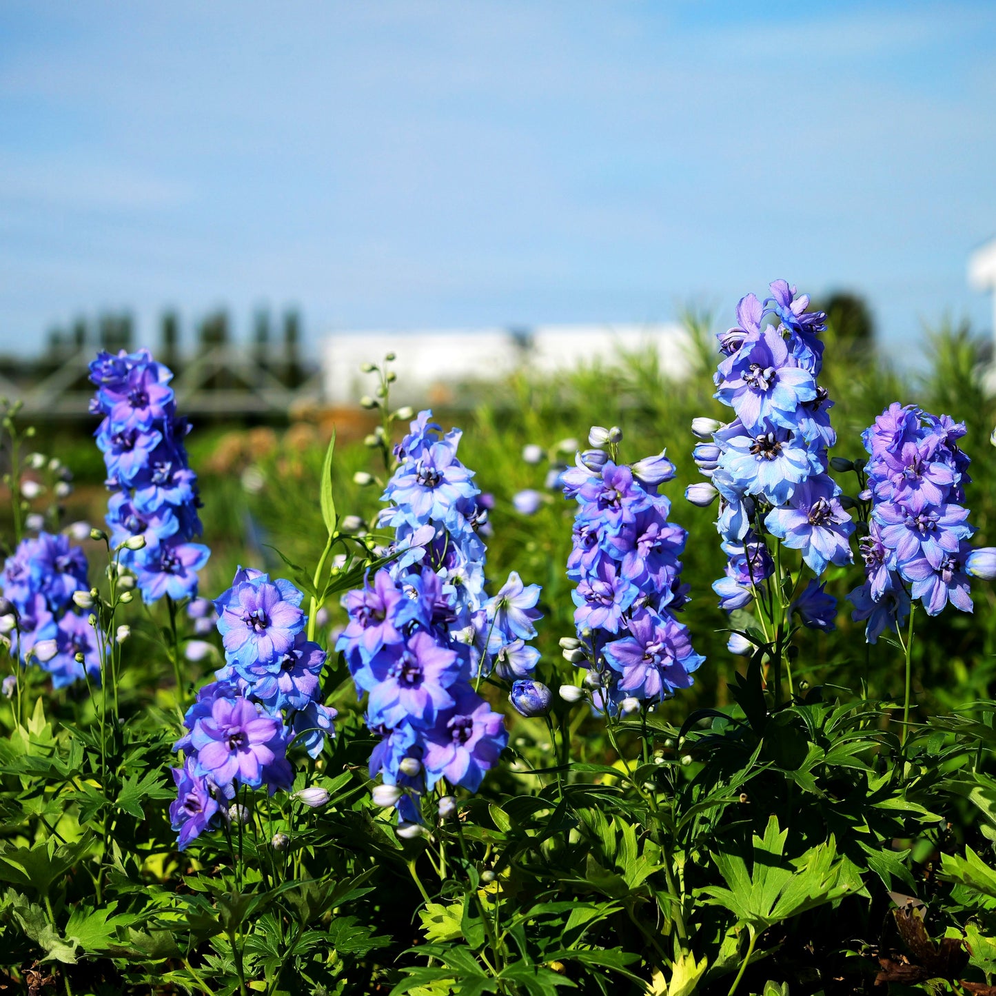 Hoher Rittersporn 'Starlight' (Delphinium x cult.)