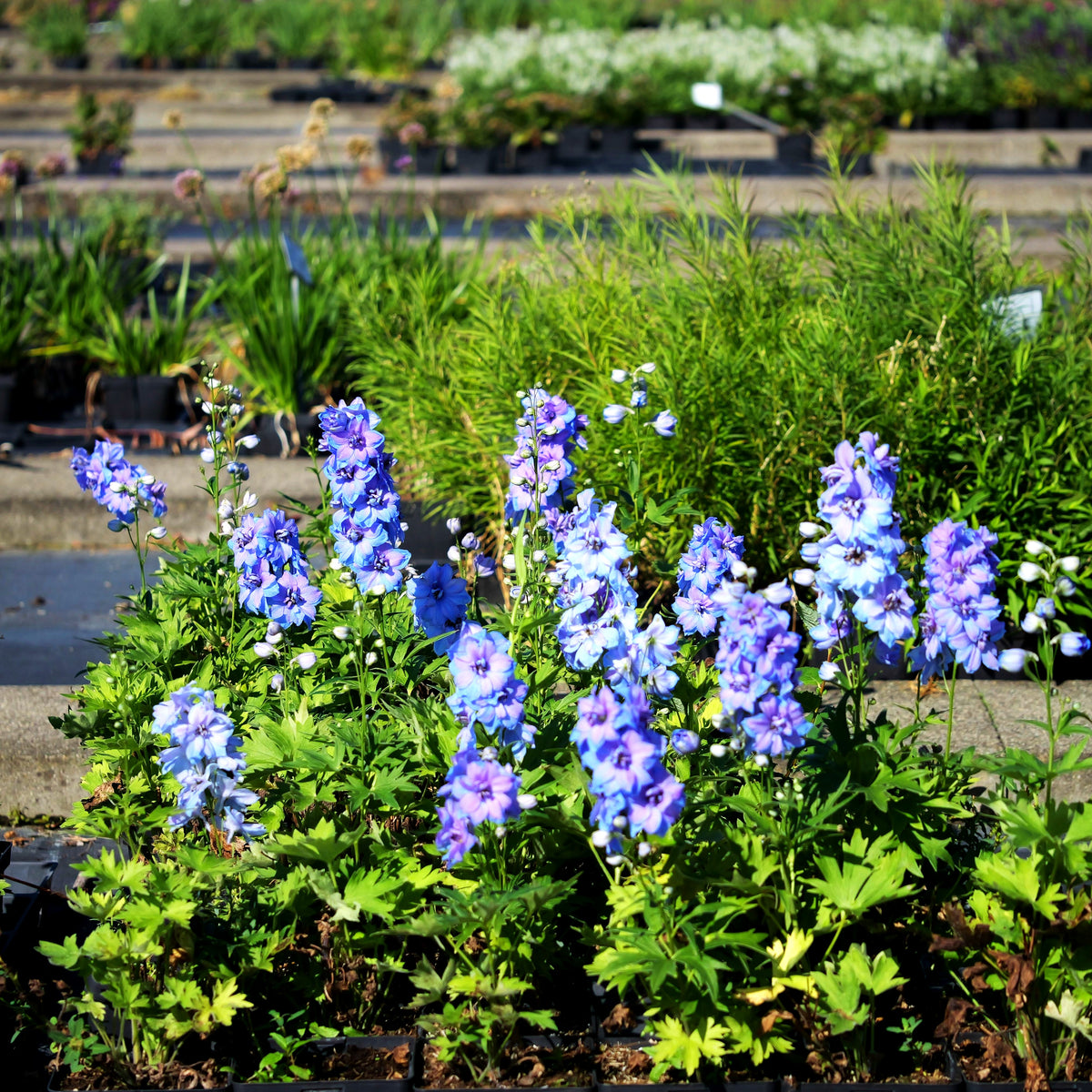 Hoher Rittersporn 'Starlight' (Delphinium x cult.)
