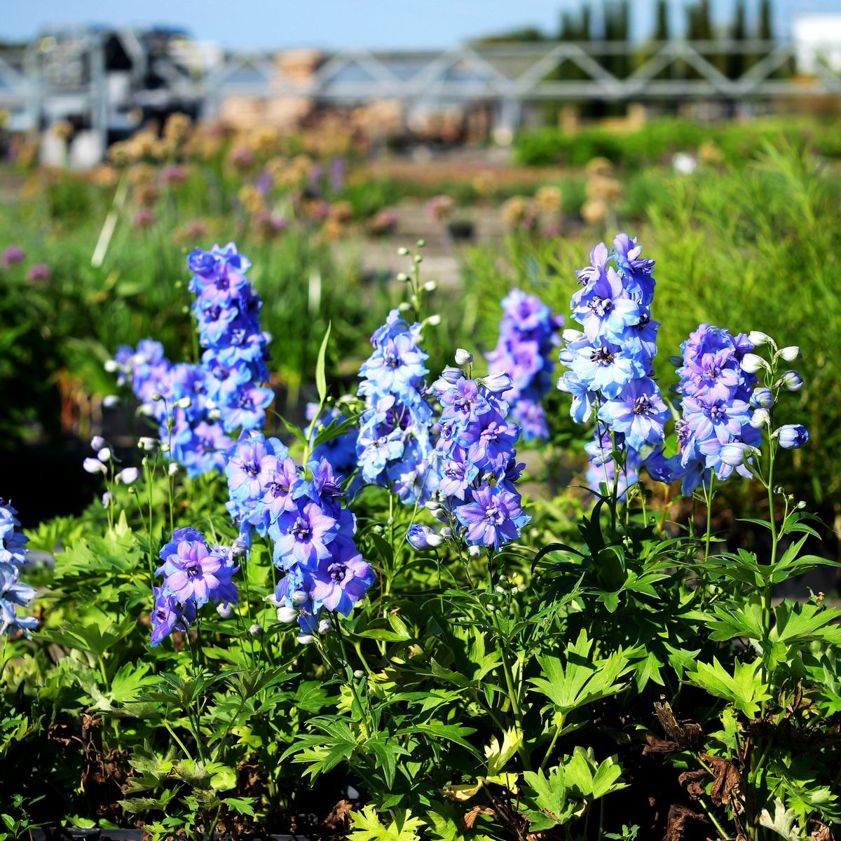 Hoher Rittersporn 'Starlight' (Delphinium x cult.)