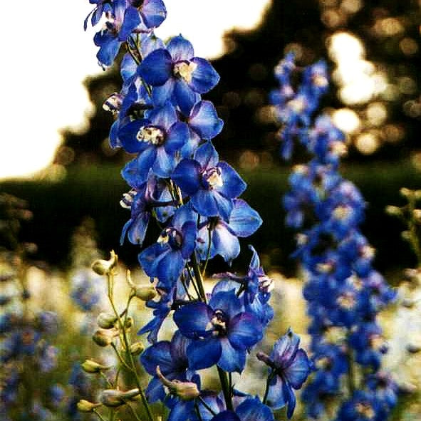 Hoher Rittersporn 'Tropennacht' (Delphinium x elatum)