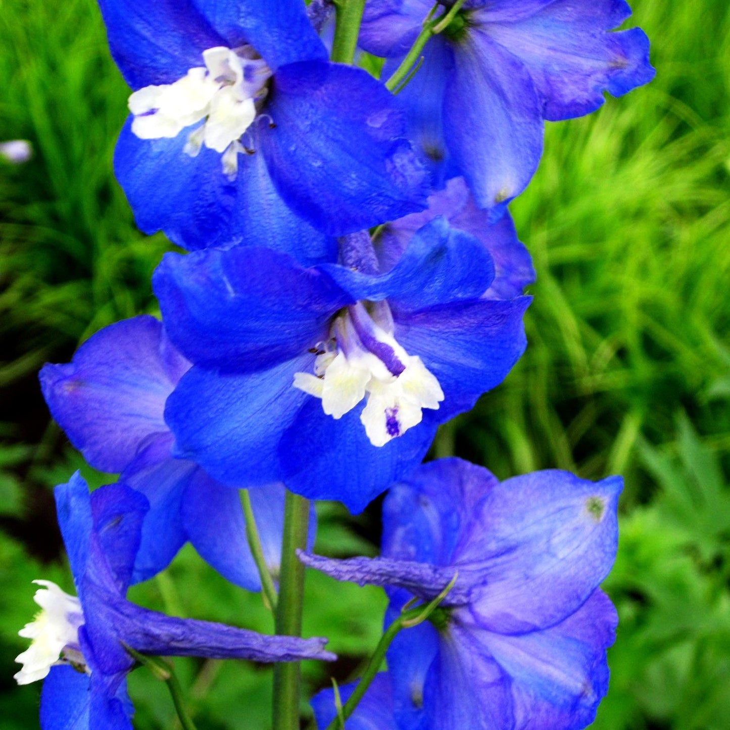 Hoher Rittersporn 'Tropennacht' (Delphinium x elatum)