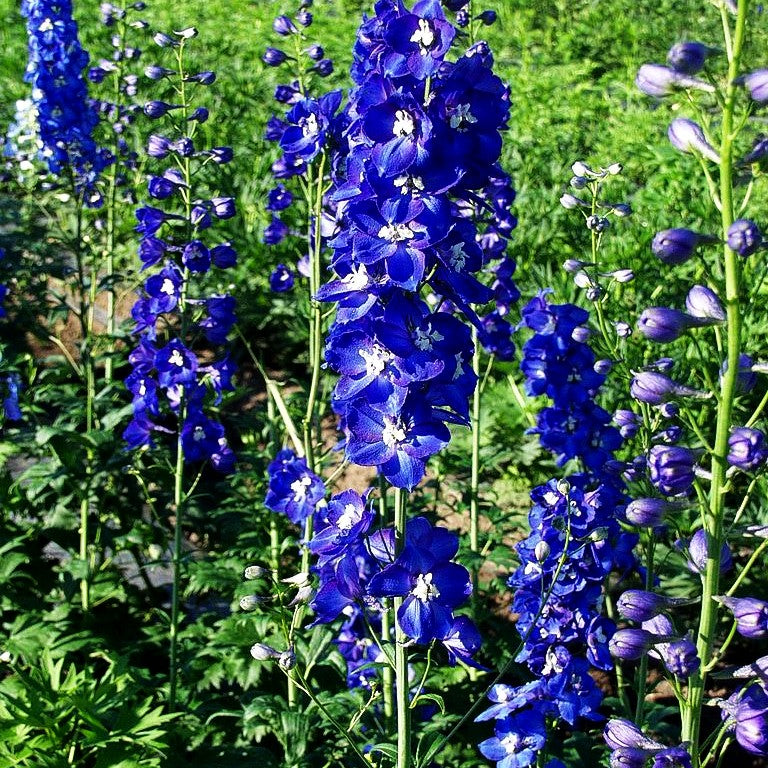 Hoher Rittersporn 'Tropennacht' (Delphinium x elatum)