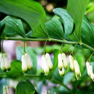 Hoher Salomonsiegel 'Weihenstephan' (Polygonatum x hybridum)
