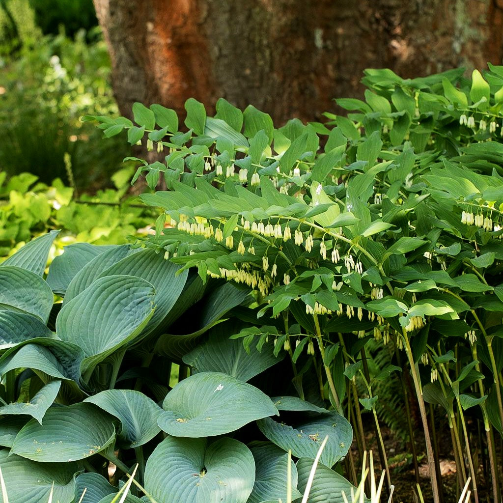 Hoher Salomonsiegel 'Weihenstephan' (Polygonatum x hybridum)