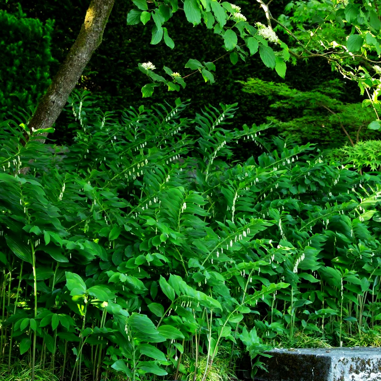 Hoher Salomonsiegel 'Weihenstephan' (Polygonatum x hybridum)