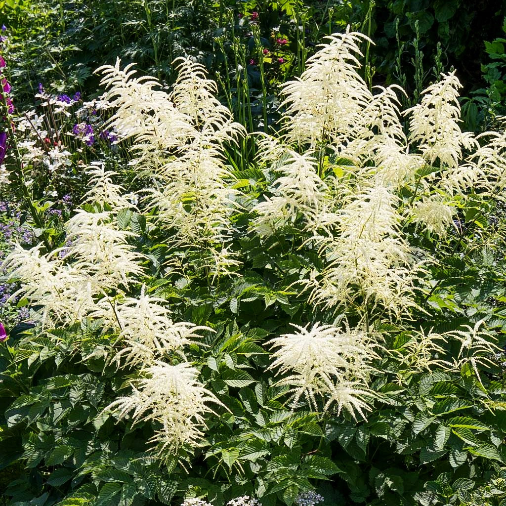 Hoher Wald-Geißbart (Aruncus dioicus)