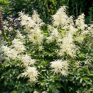 Hoher Wald-Geißbart (Aruncus dioicus)