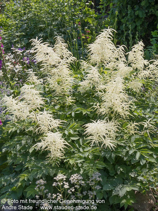 Hoher Wald-Geißbart (Aruncus dioicus)