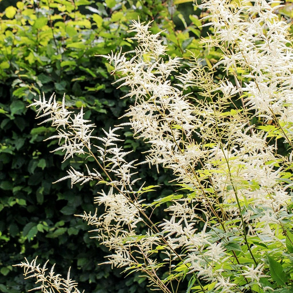 Hoher Wald-Geißbart (Aruncus dioicus)