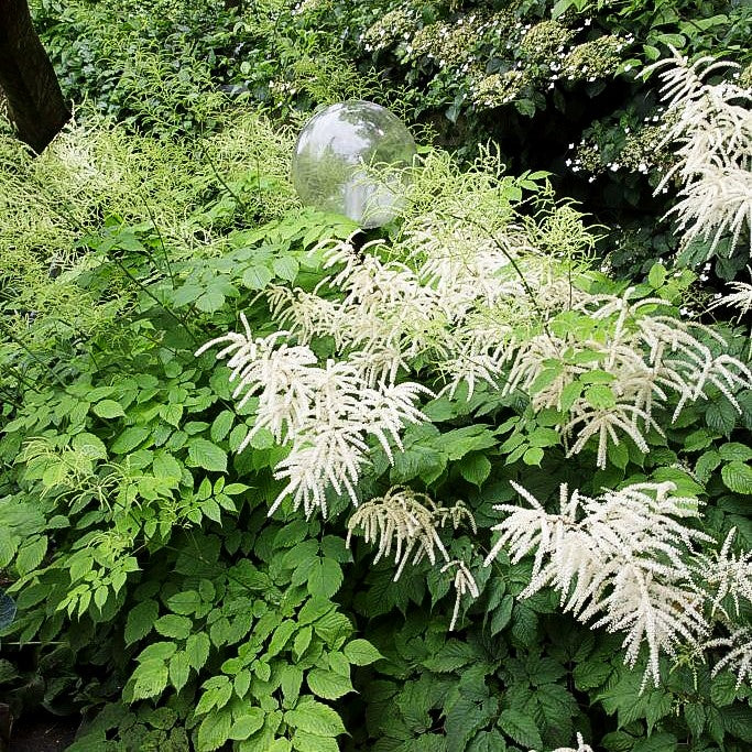 Hoher Wald-Geißbart (Aruncus dioicus)