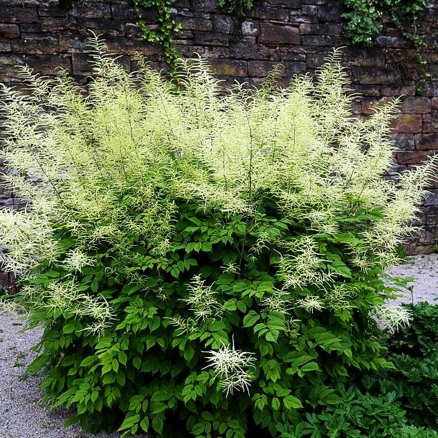 Hoher Wald-Geißbart (Aruncus dioicus)