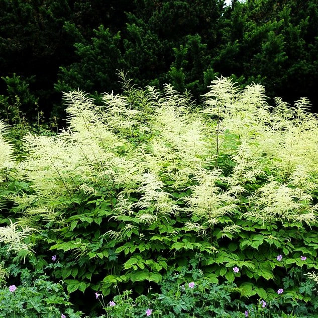 Hoher Wald-Geißbart (Aruncus dioicus)