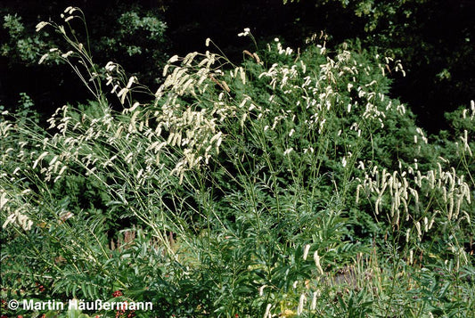 Hoher Wiesenknopf 'Albiflora' (Sanguisorba tenuifolia)