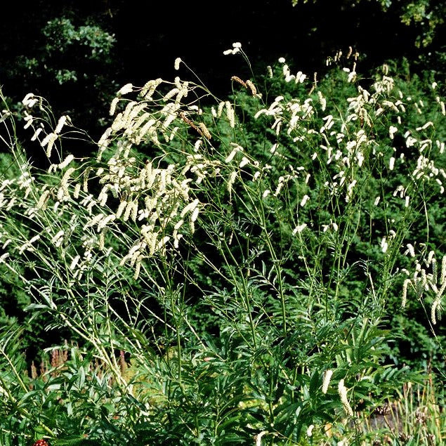 Hoher Wiesenknopf 'Albiflora' (Sanguisorba tenuifolia)