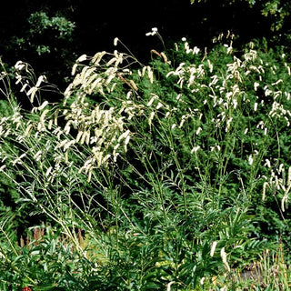 Hoher Wiesenknopf 'Albiflora' (Sanguisorba tenuifolia)