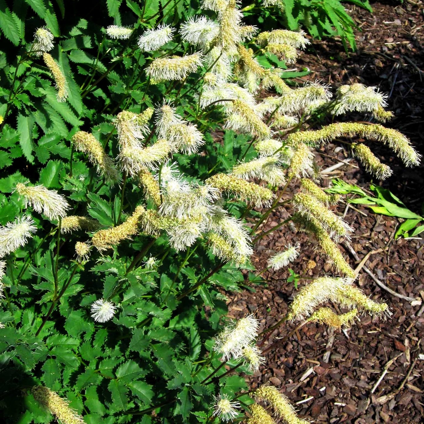 Hoher Wiesenknopf 'Albiflora' (Sanguisorba tenuifolia)