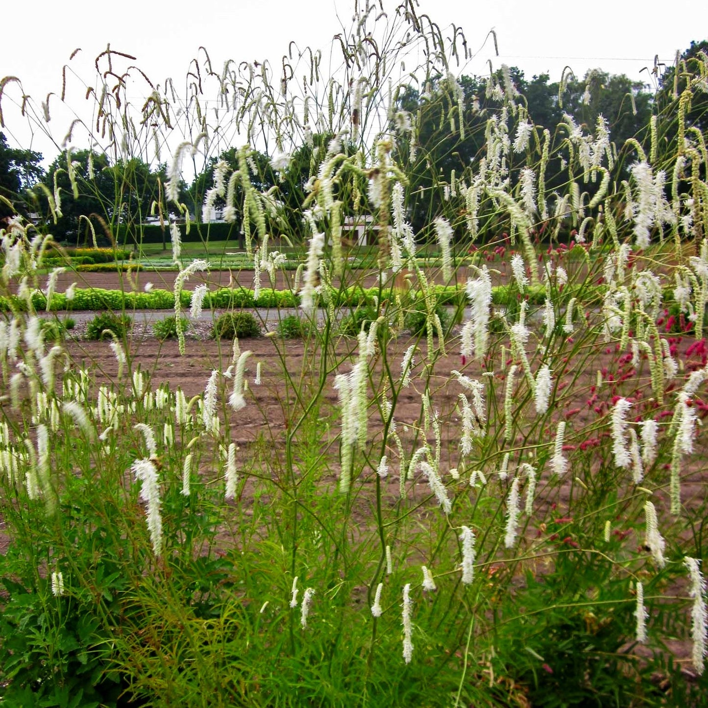 Hoher Wiesenknopf 'Albiflora' (Sanguisorba tenuifolia)