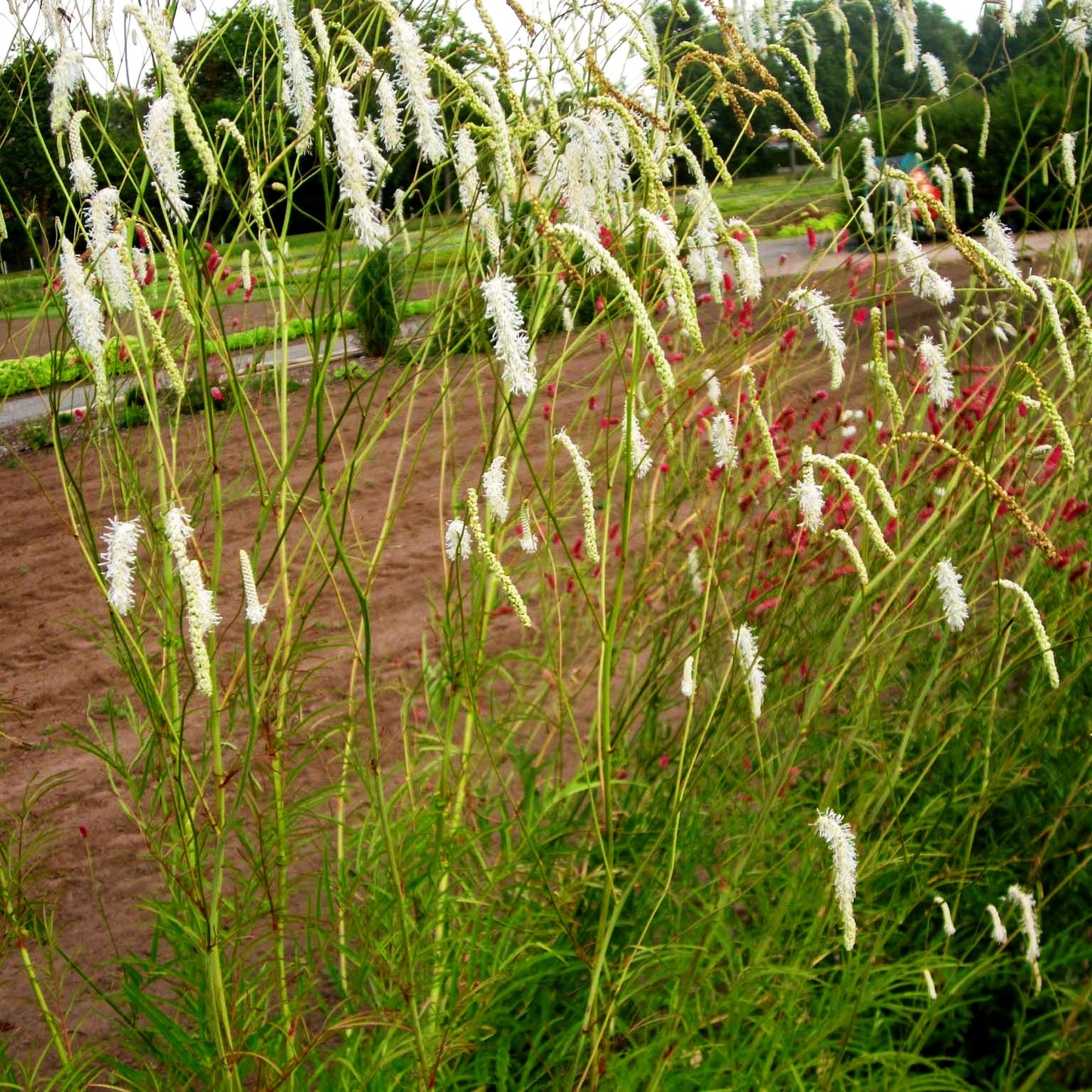 Hoher Wiesenknopf 'Albiflora' (Sanguisorba tenuifolia)