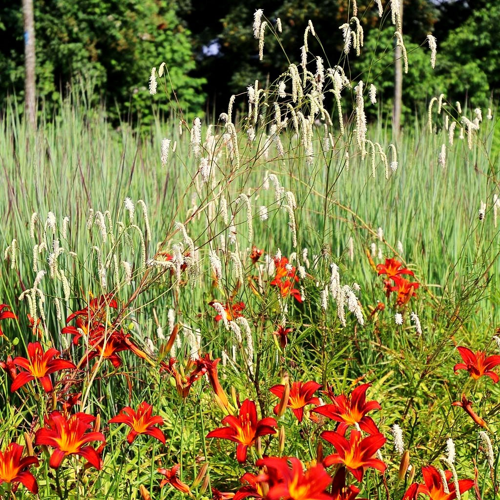 Hoher Wiesenknopf 'Albiflora' (Sanguisorba tenuifolia)