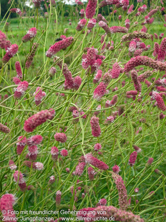 Hoher Wiesenknopf 'Pink Elephant' (Sanguisorba tenuifolia)