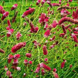 Hoher Wiesenknopf 'Pink Elephant' (Sanguisorba tenuifolia)