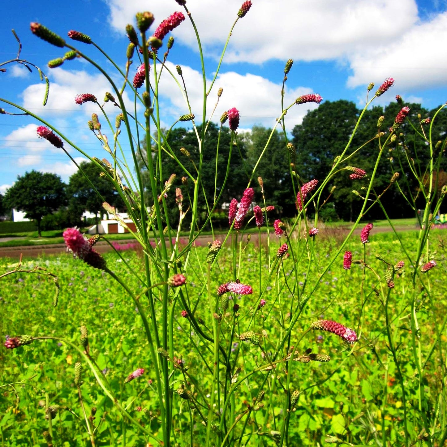 Hoher Wiesenknopf 'Pink Elephant' (Sanguisorba tenuifolia)