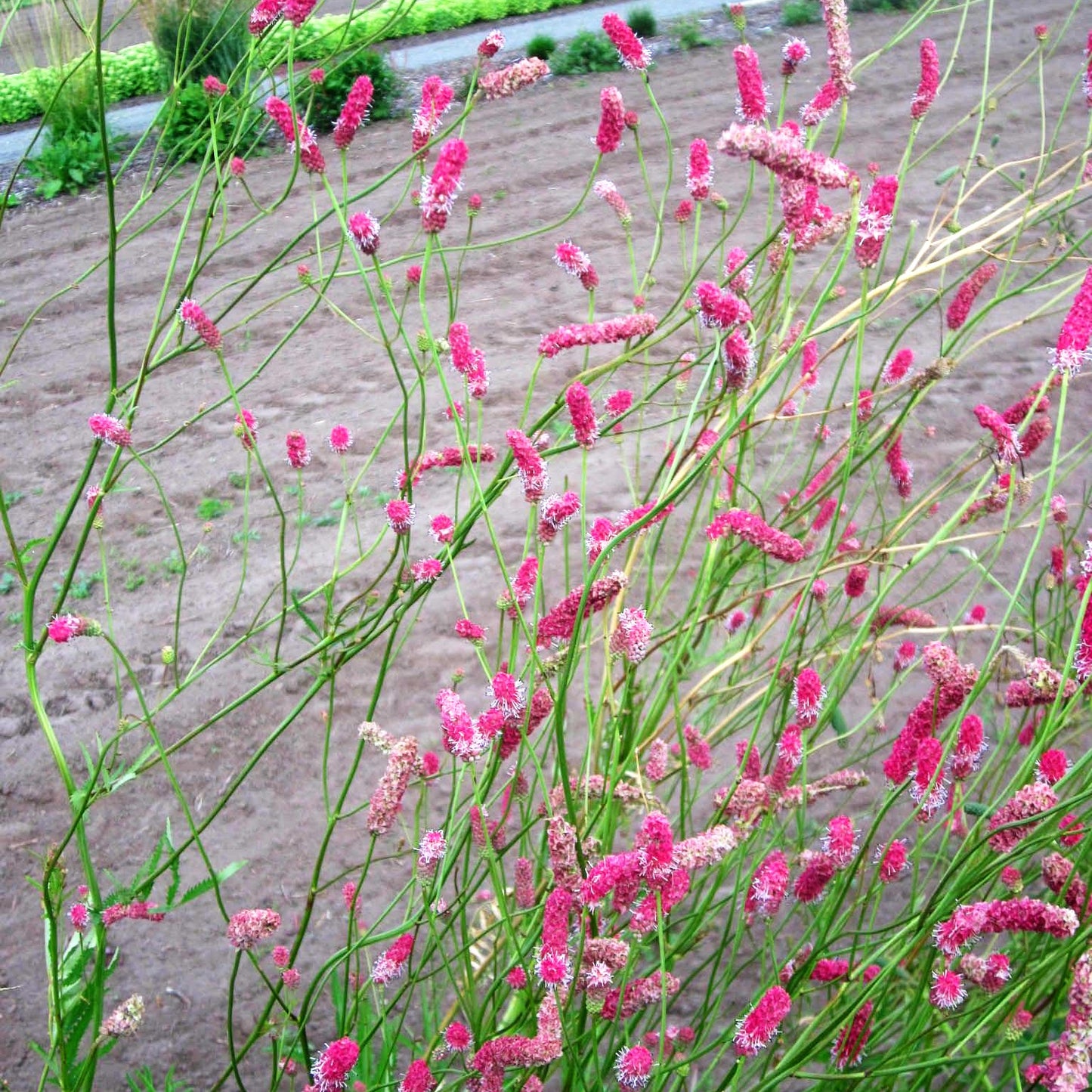 Hoher Wiesenknopf 'Pink Elephant' (Sanguisorba tenuifolia)