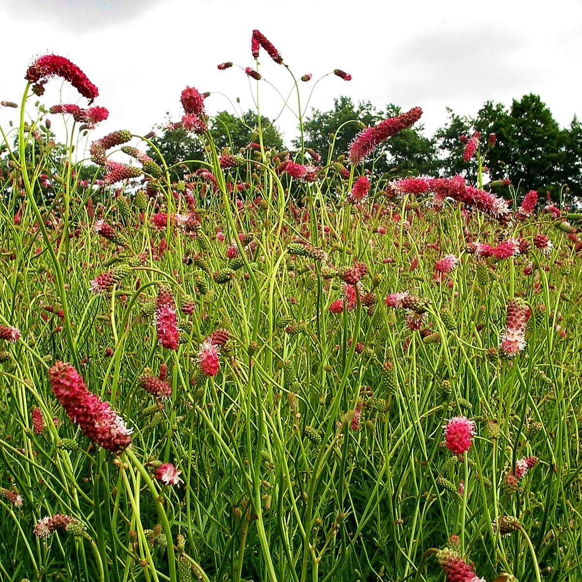Hoher Wiesenknopf 'Pink Elephant' (Sanguisorba tenuifolia)