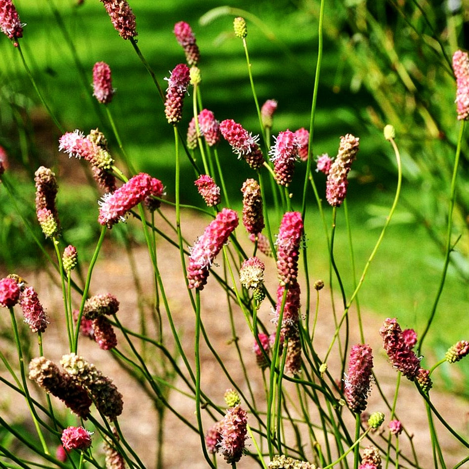 Hoher Wiesenknopf 'Pink Elephant' (Sanguisorba tenuifolia)
