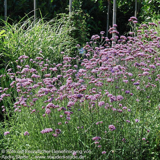 Hohes Eisenkraut (Verbena bonariensis)