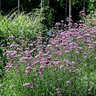 Hohes Eisenkraut (Verbena bonariensis)