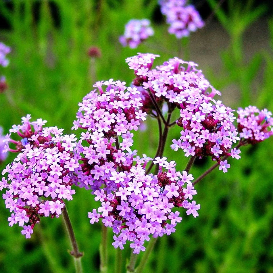Hohes Eisenkraut (Verbena bonariensis)