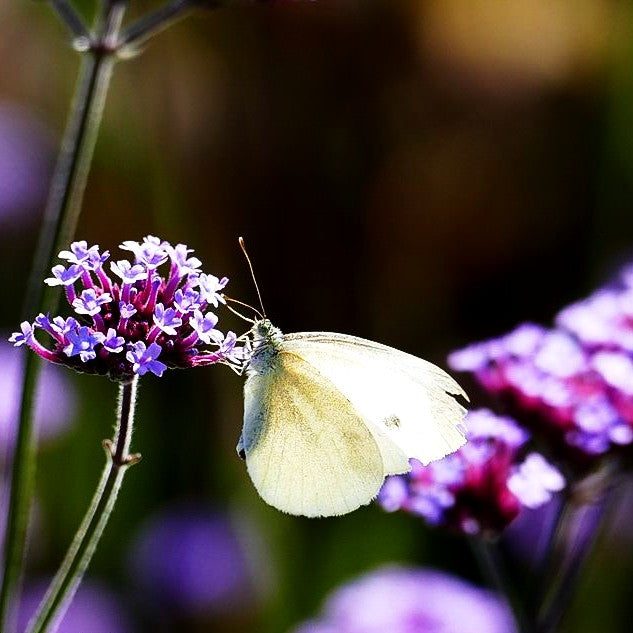 Hohes Eisenkraut (Verbena bonariensis)
